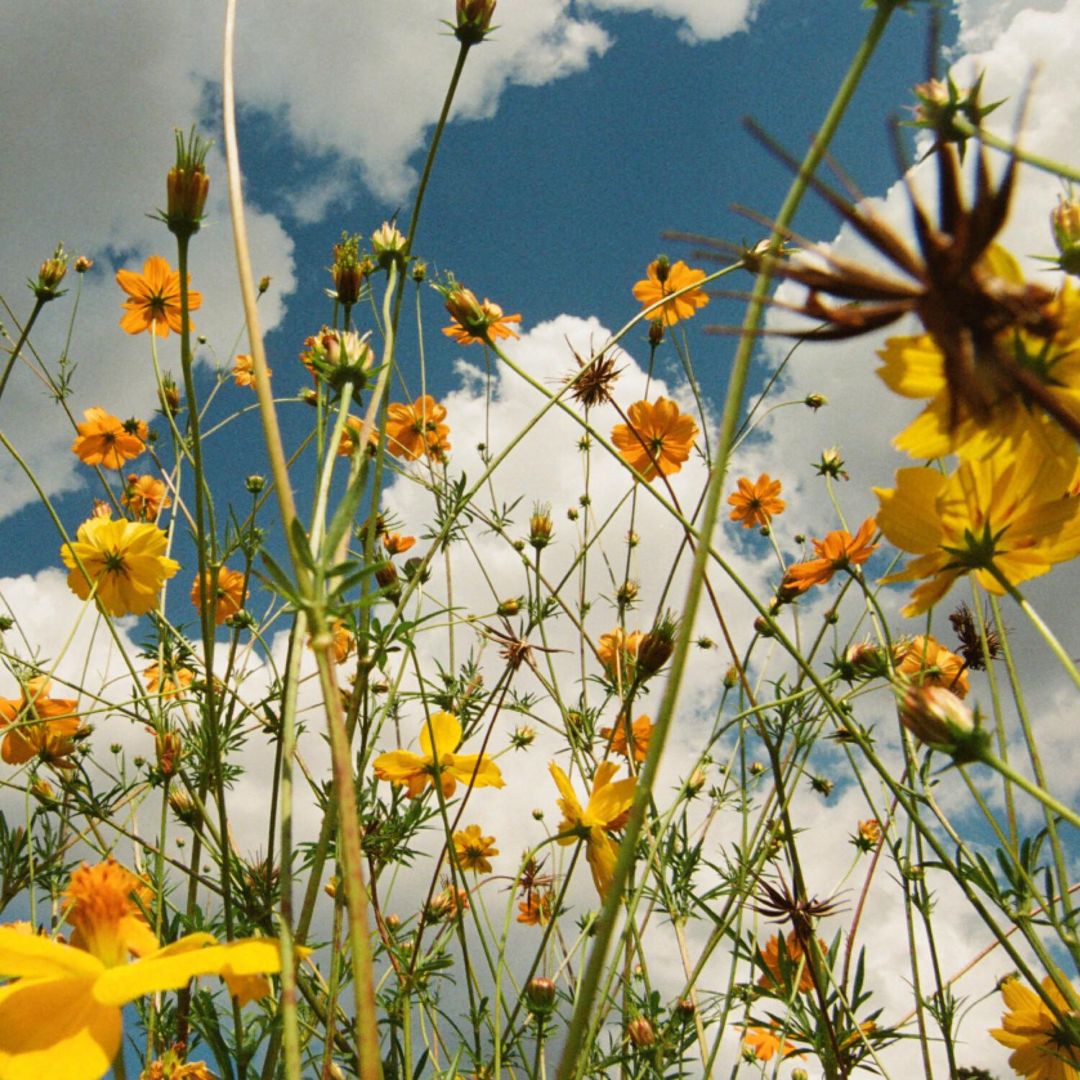 You Are Spring! cover art