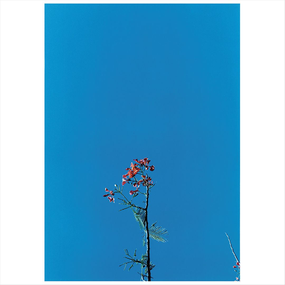 Joanna Newsom & the Ys Street Band EP cover art