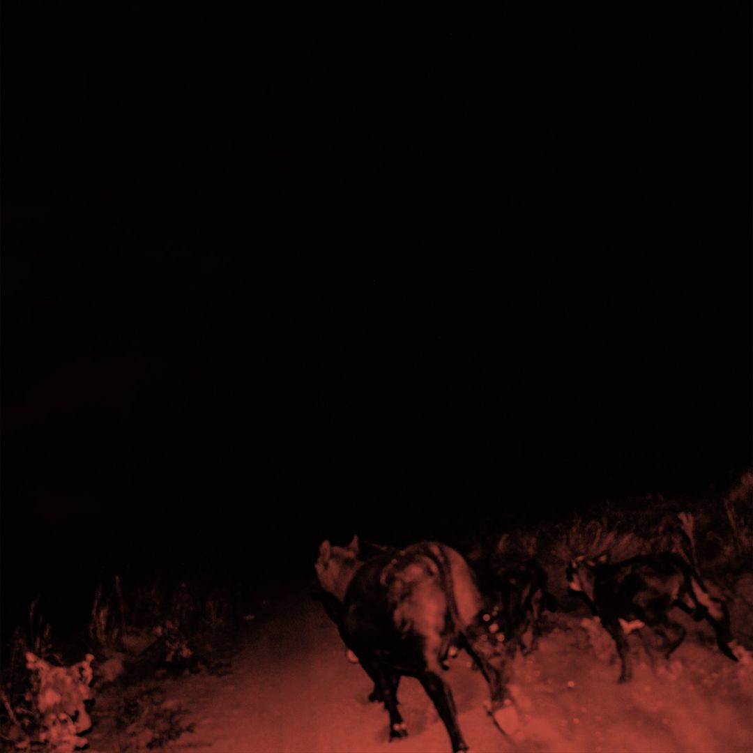 Shadow on Everything cover art