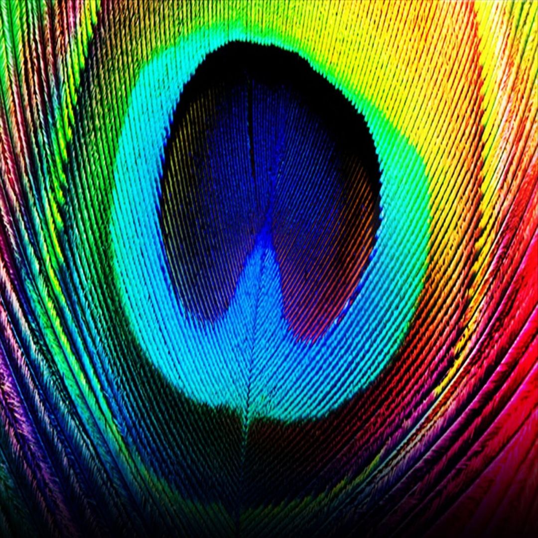 Peacock cover art