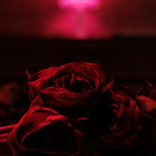 Roses cover art