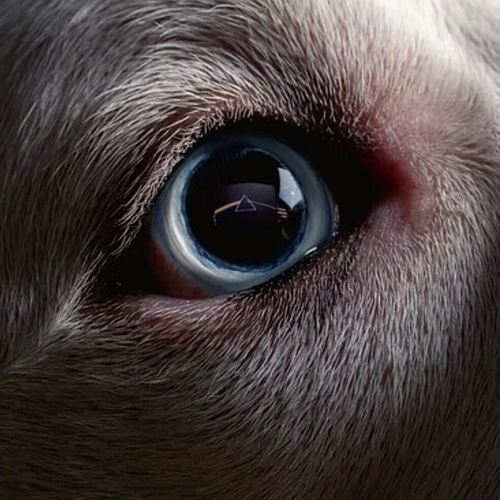 Dark Side of the Moon Redux cover art