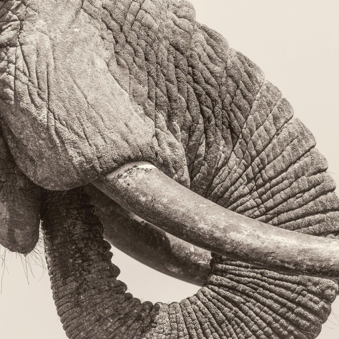 World Elephant Day cover art