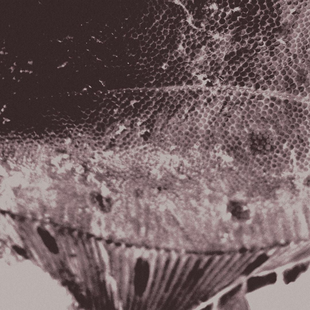 Flounder Maps cover art