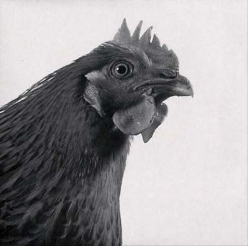 Krümmel cover art