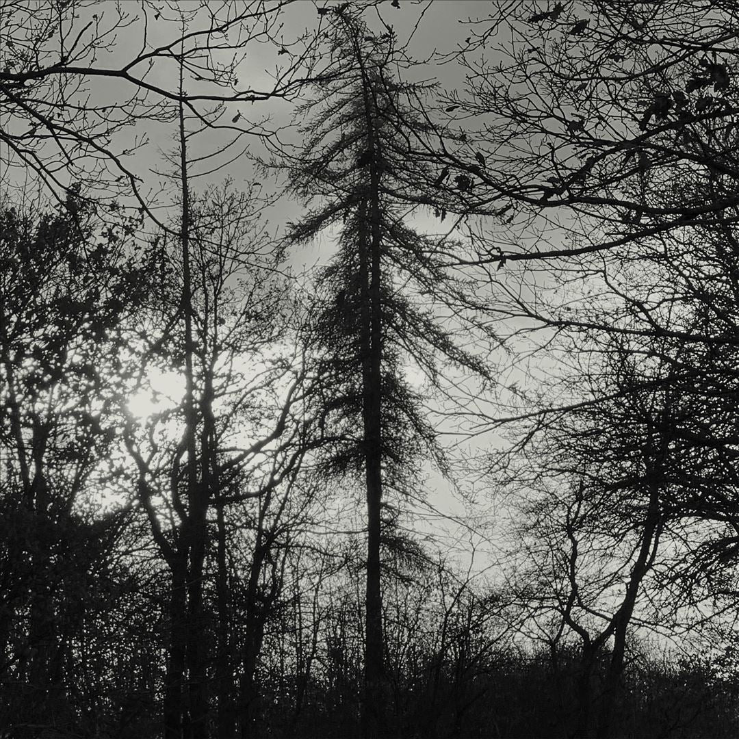Feral Earth cover art