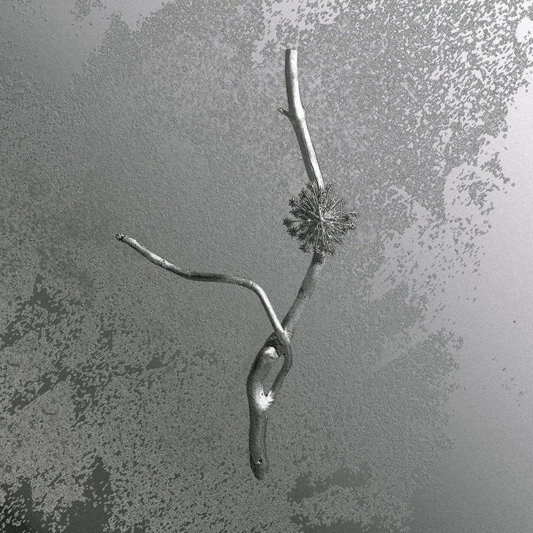 Maccaia cover art