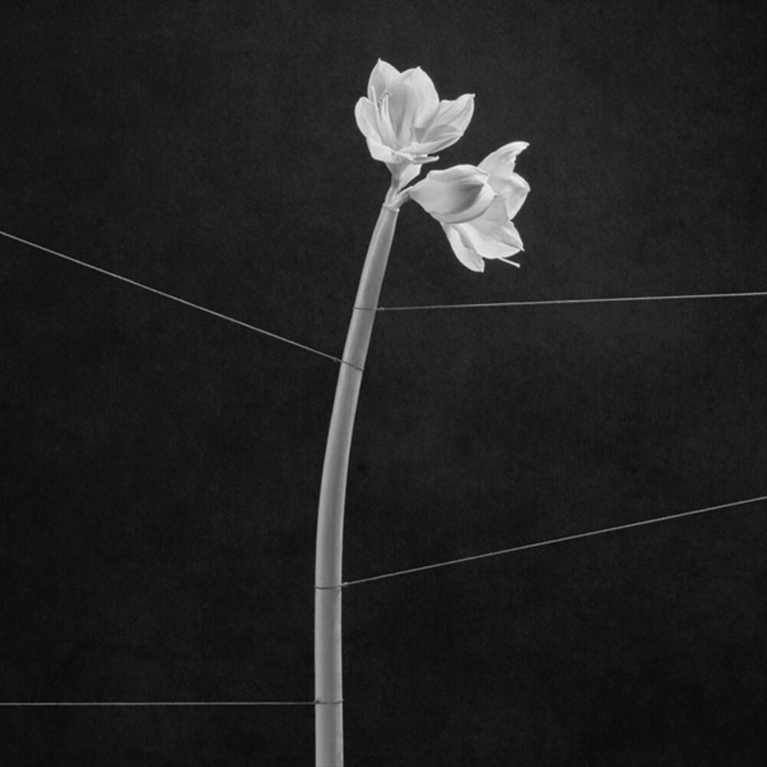 Dreamweaver cover art