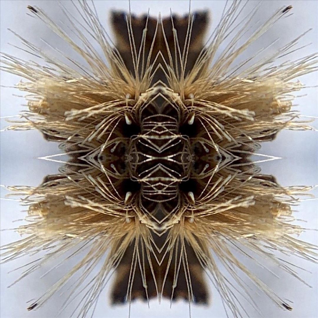 Sutra cover art