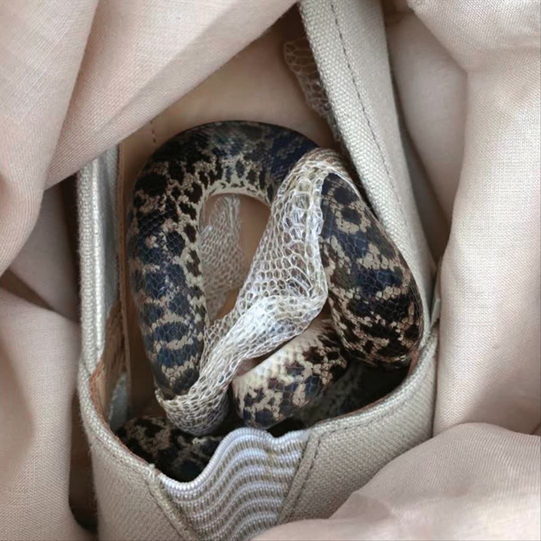 paris paris, texas texas cover art