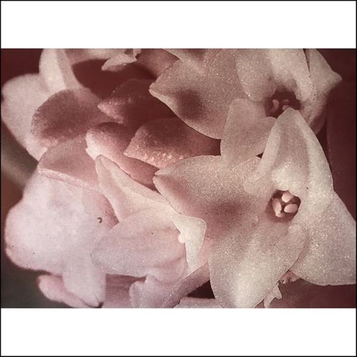 Masonna vs. Banamara cover art