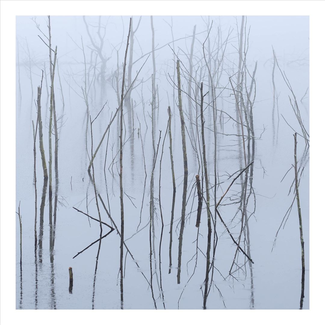 Frozen Bloom cover art