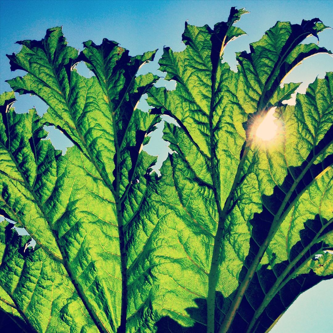 Gunnera cover art