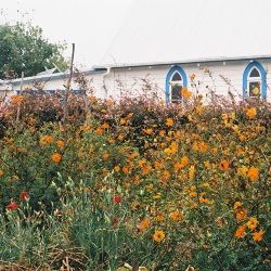 Blue Cheese cover art