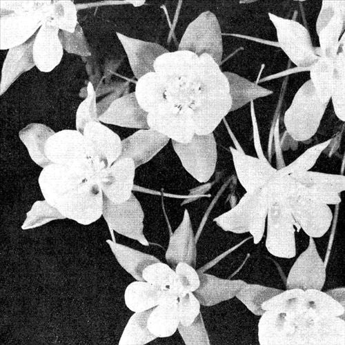 Lately/Lately Dub cover art