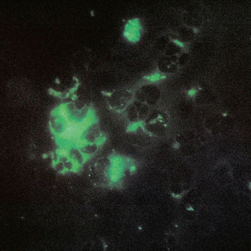 Anomalous Materials cover art