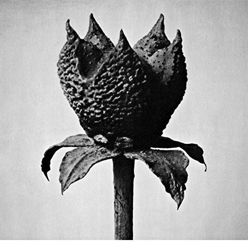 Book of Life cover art