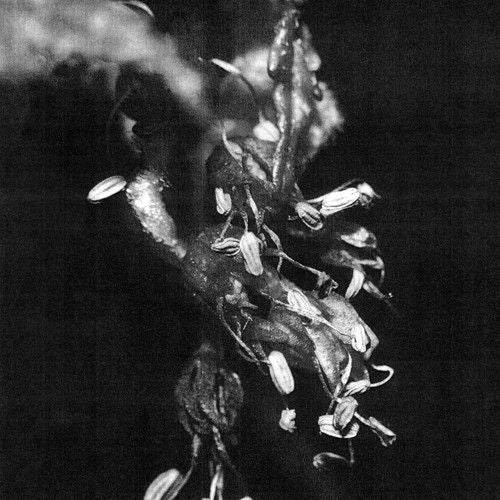Sufferers cover art