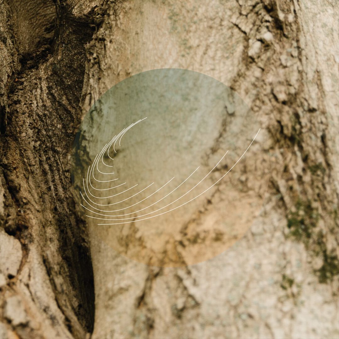 Maples, Ash, and Oaks: Cedars Instrumentals cover art