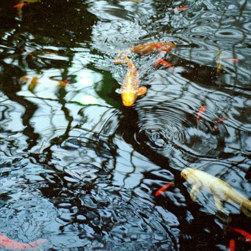 Reflecting Pool cover art