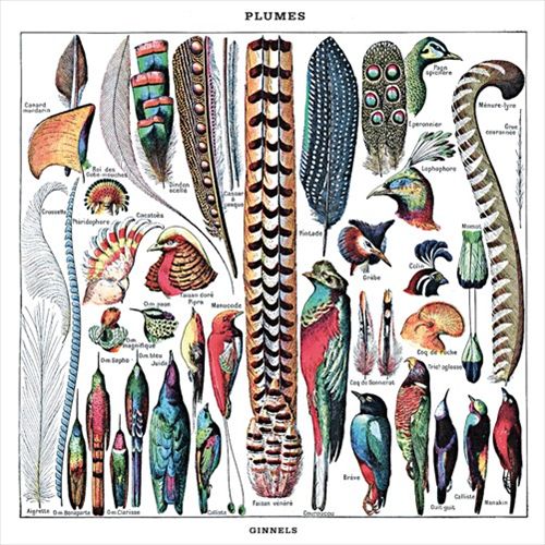 Plumes cover art
