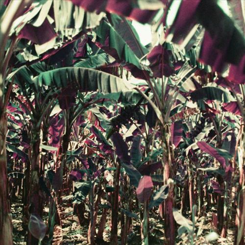 Peach Shuffle cover art