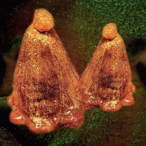 Oocyte Oil & Stolen Androgens cover art