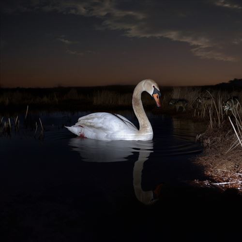 Is Peace Wild? cover art