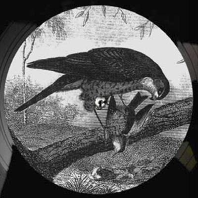 Bird of Prey cover art