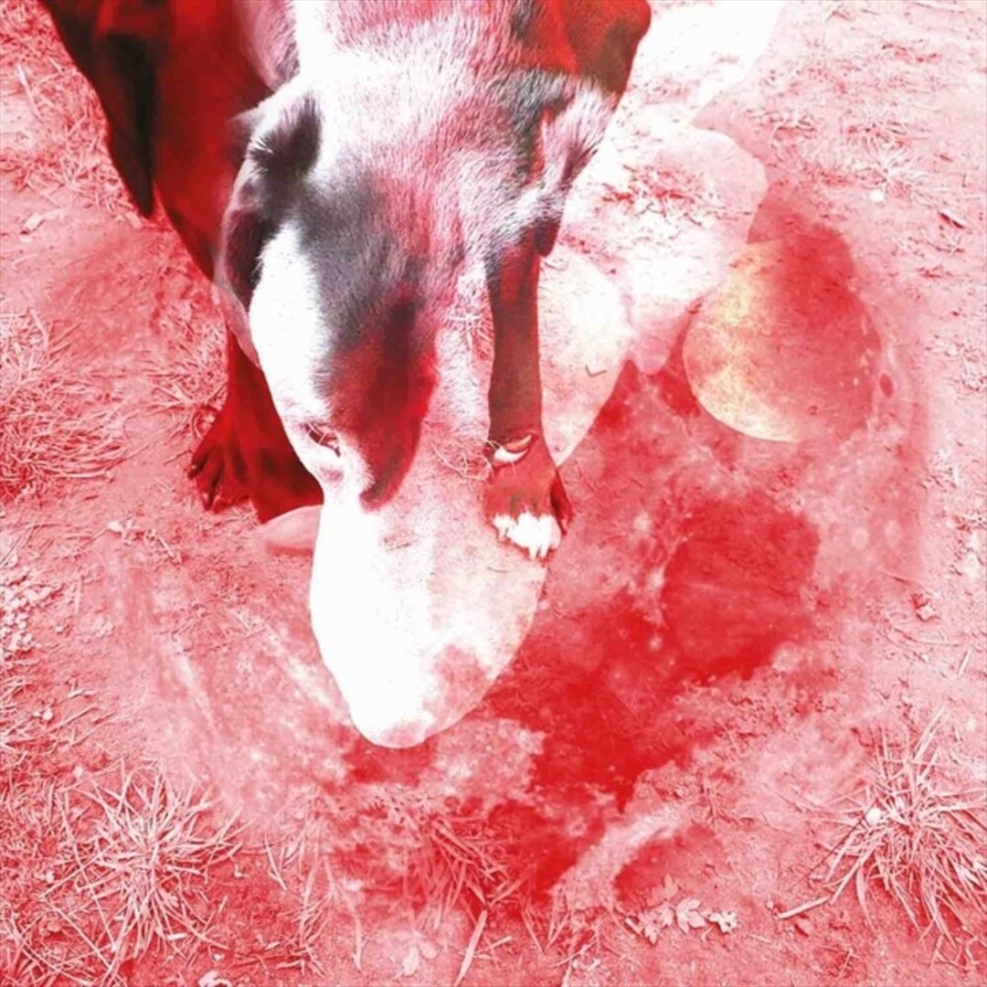 Moonlight Shadoh cover art