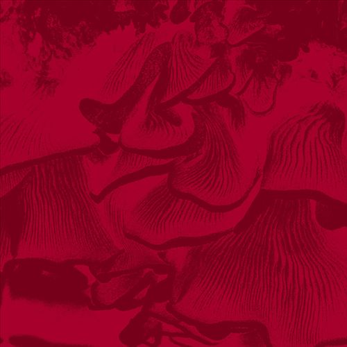 Live at Elastico cover art