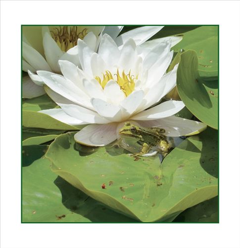 Frogs cover art