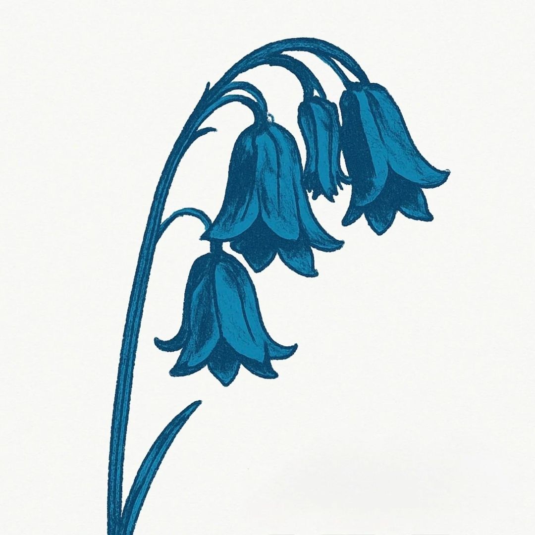 This Is The Bluebells cover art