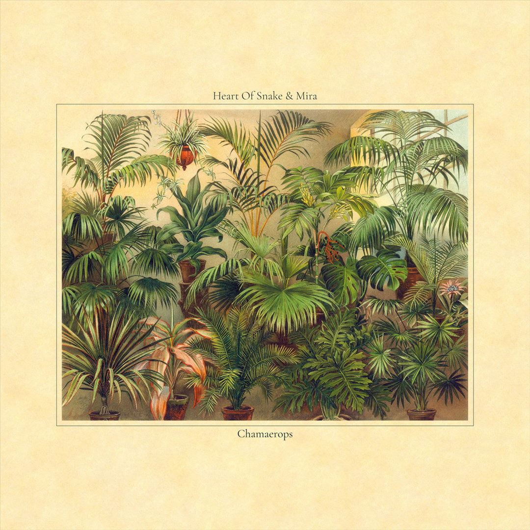 Chamaerops cover art