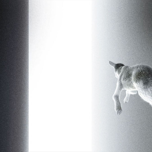 Keep Looking Where the Light Comes From cover art