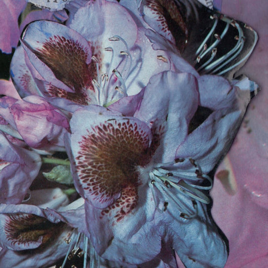 Proserpine cover art