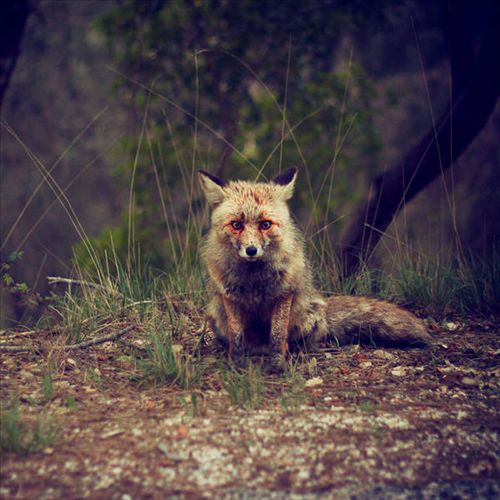 Love Songs cover art