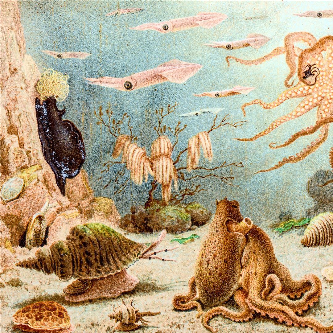Episodes in Oceanography cover art