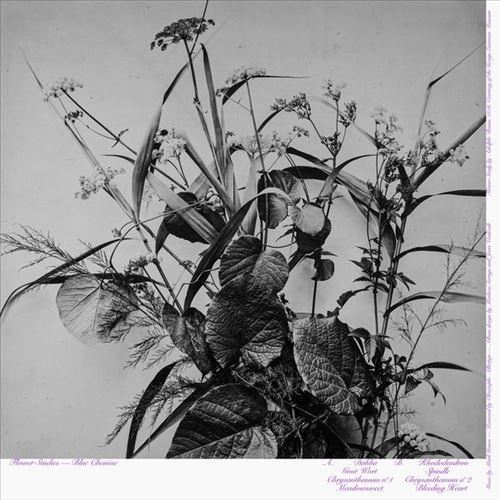 Flower Studies cover art