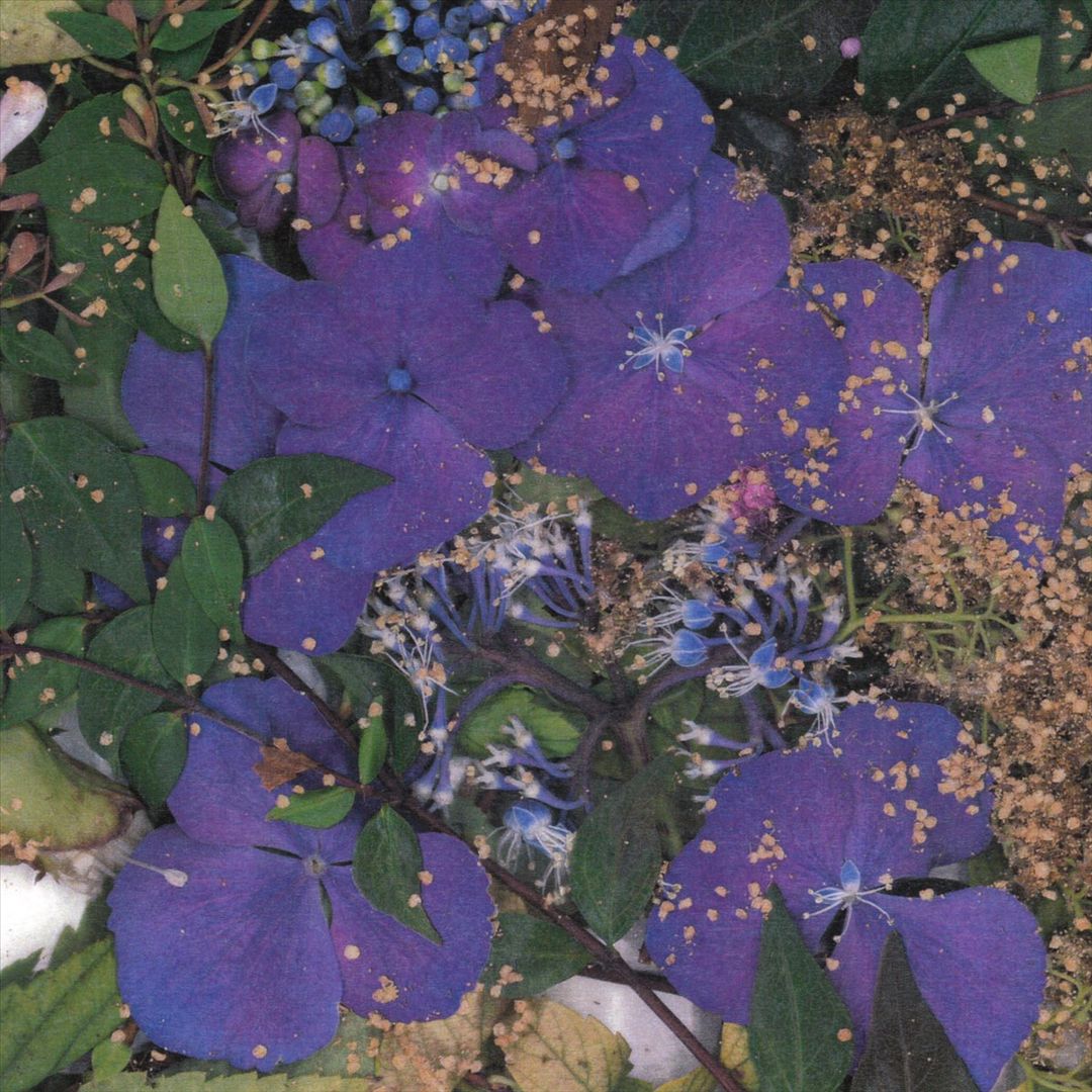 Somesurprises cover art