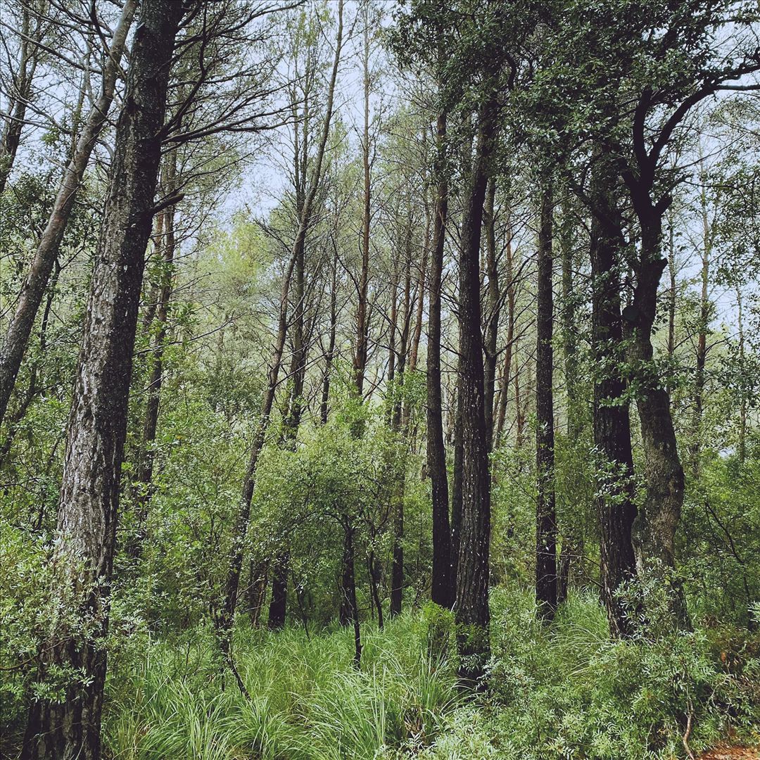 Evergreen Oak cover art