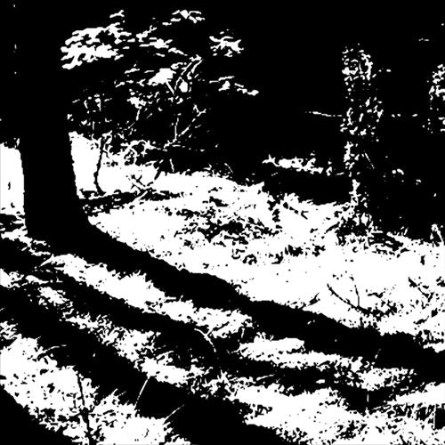 Transcranial cover art