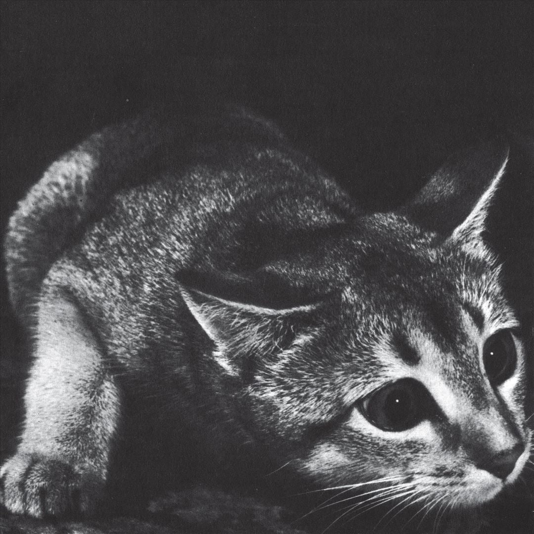 Why Not Now? cover art