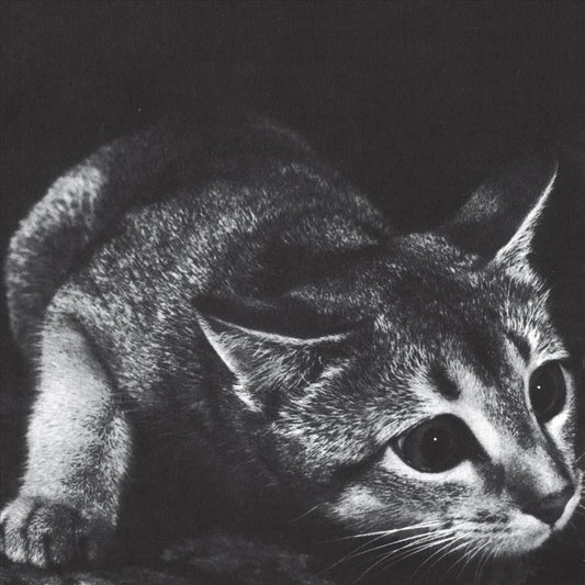 Why Not Now? cover art