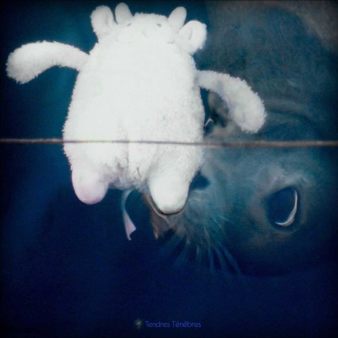 Tendres Ténèbres cover art