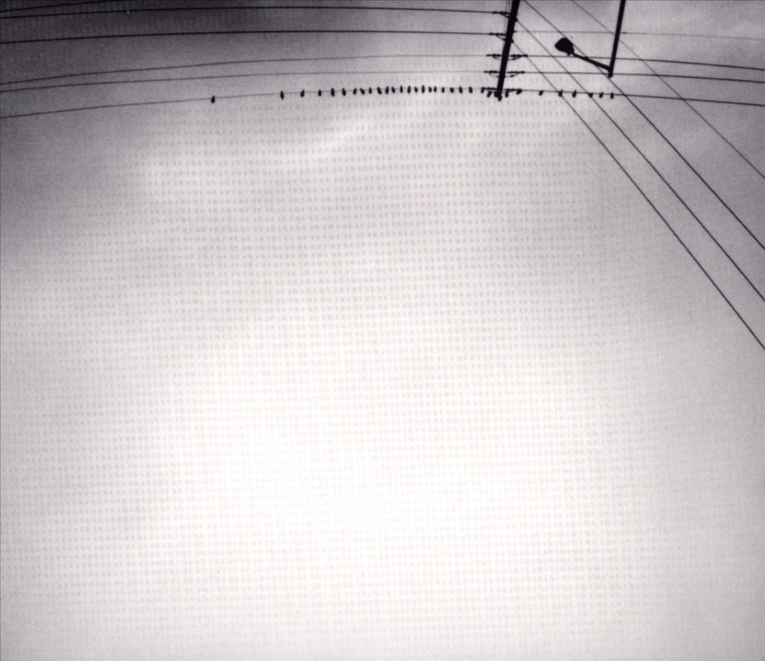 Hummingbird cover art