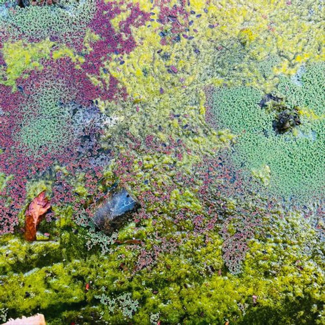 Nestor's Nest cover art