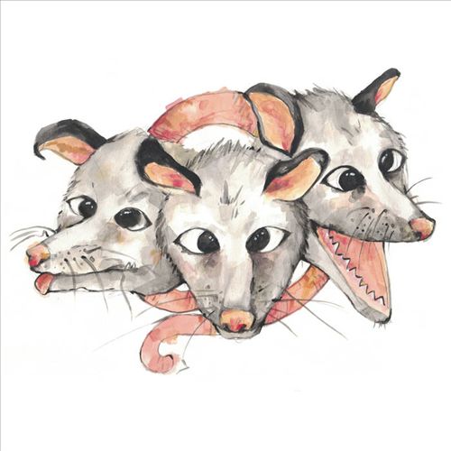 Opossums cover art