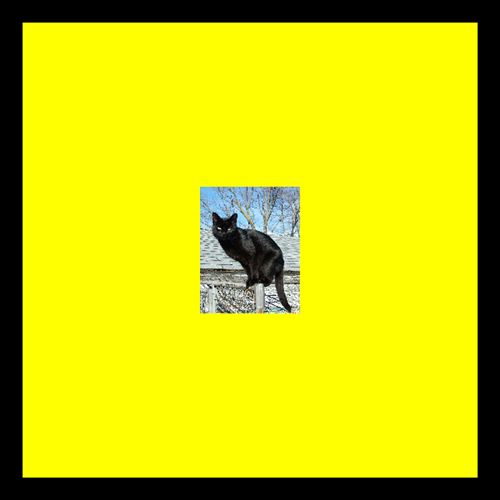 Panthers on the Roof cover art