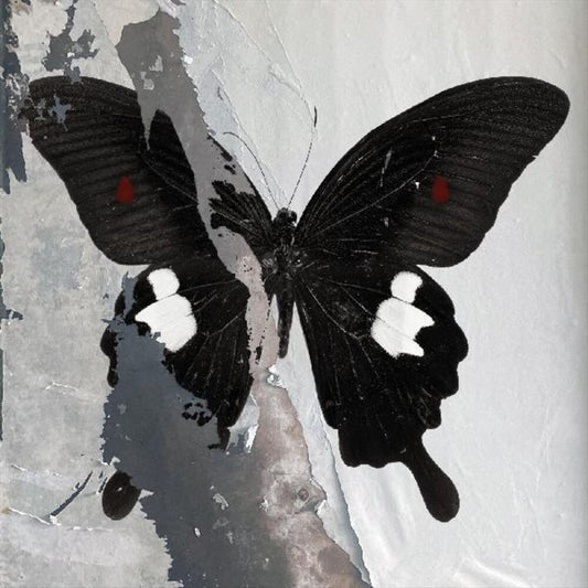 Paradise Now cover art